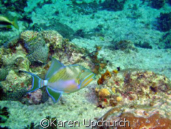 Trigger fish swimming by.  sea and sea 6.1 by Karen Upchurch 